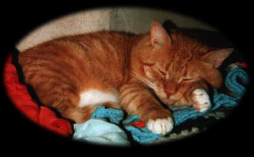 Amigo - the overgrown kitten