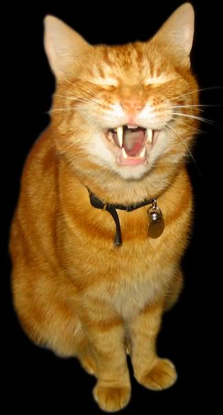 Biscuit - and his impressive teeth :) He's the boss of Rupert and Mandy's house