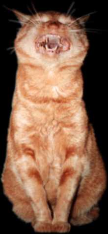 Foos - 'heh heh heh'