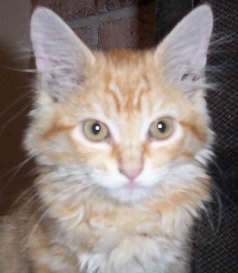 Gigi - a female ginger also known as 'Squirrel Tail' :)