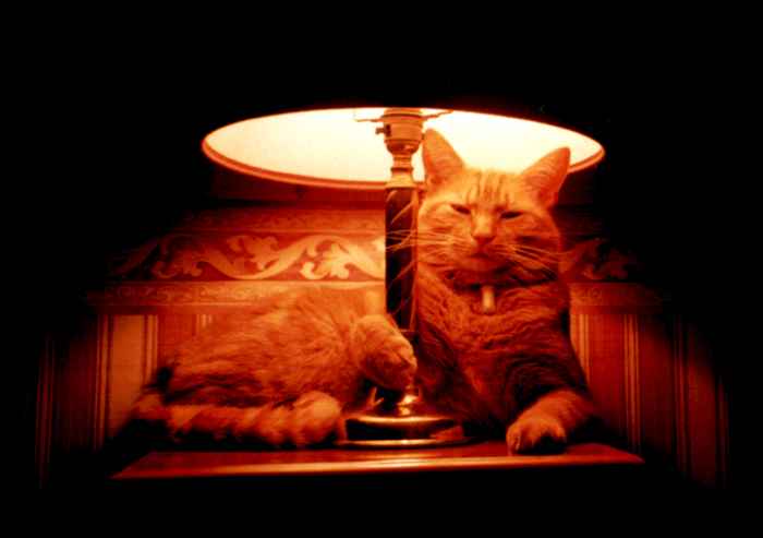 Gingie - an attractive lampholder