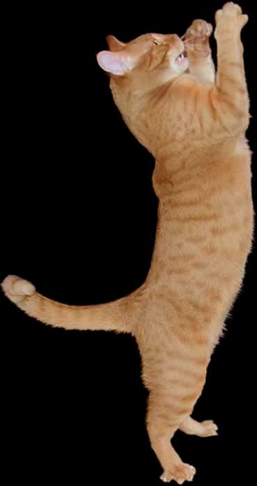 Murph Harrison - grrr!