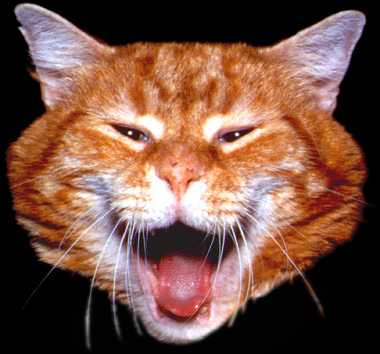 Panda - 'here's Panda!'