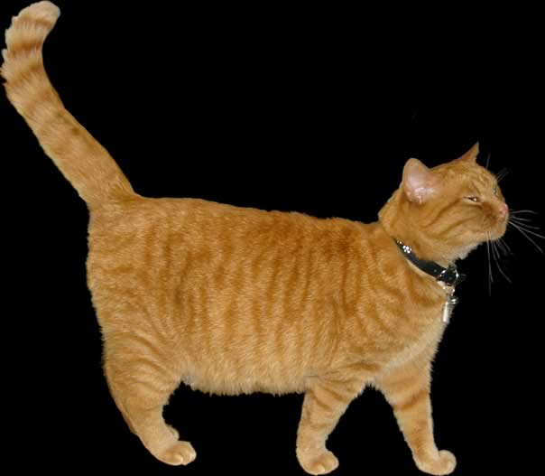 Sam Jackson - a rescued Golden Boy