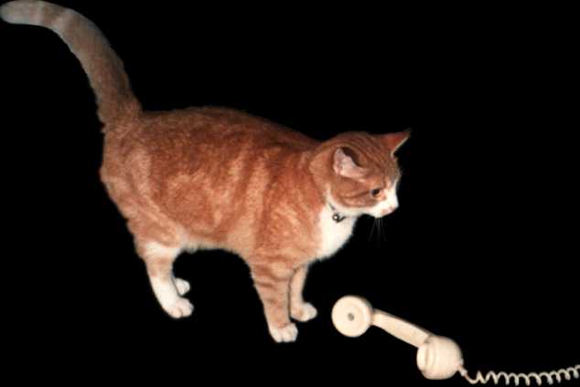 Shuggy - the call of nature