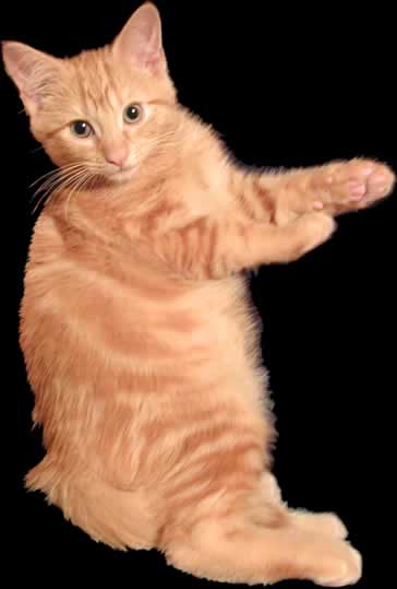 Simba - what R U lookin at